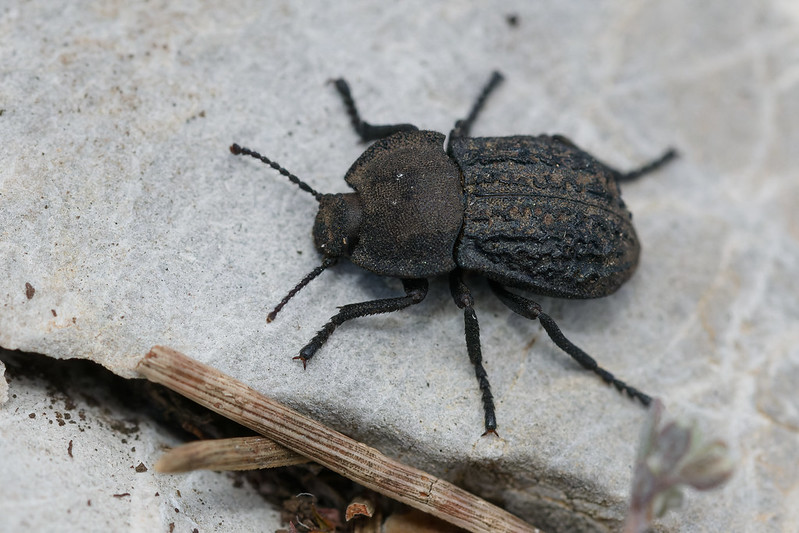 26 Asida sabulosa ssp reticulata.jpg